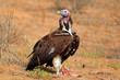 Lappet-faced vulture