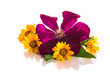 clematis