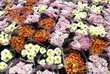 Ramos de flores