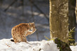 Isolated Lynx on the snow background while licking