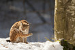 Lynx on the snow background while looking at you