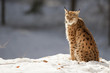 Lynx on the snow background while looking at you