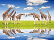 Photo: herd of giraffes herd of giraffes