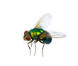 Foto: green fly green fly