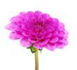Pink flower