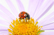 Foto: ladybug ladybug