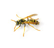 Foto: wasp wasp