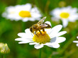 Foto: Bee on flower Bee on flower