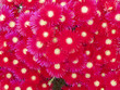 bright red flowers