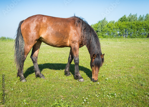 Photo: Grazing brown horse in the sunny pasture Grazing brown horse in the sunny pasture
