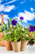 Garden stuff with vivid colors, rural concept