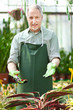Mature gardener in a greenhouse