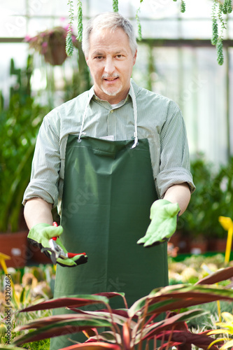 Photo: Mature gardener in a greenhouse Mature gardener in a greenhouse