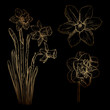 Vector narcissus.