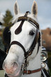 Foto: Kutschpferd Lipizzaner Kutschpferd Lipizzaner