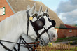 Foto: Kutschpferde Lipizzaner Kutschpferde Lipizzaner