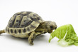 Tortuga comiendo