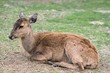 Fallow deer lying down
