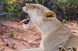 Lioness female lying on sand