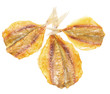 fish yellow whale