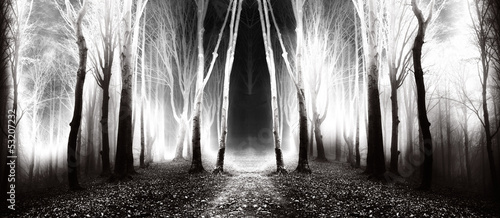 Illustration: Dark, fairytale trails in the forest in an autumn foggy day Dark, fairytale trails in the forest in an autumn foggy day