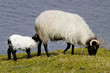 Irish sheep