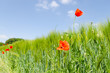 Photo: sommerliche mohnblumen sommerliche mohnblumen