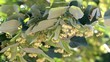 Lime blossom on the tree