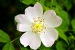 Blüte einer Wildrose