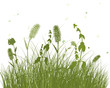 Vector: Summer meadow Summer meadow