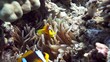 Coral and fish in the Red Sea, Egypt