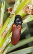 Click beetle, Ampedus pomorum feeding on pine needles