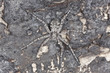 Philodromus spider camouflaged on burnt pine