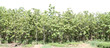 Teak trees ,Tree in the forests of Thailand