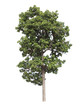 Tree in the forests of Thailand ,isolated on white background