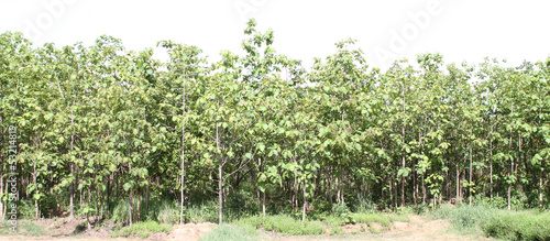Photo: Teak trees ,Tree in the forests of Thailand Teak trees ,Tree in the forests of Thailand