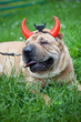 Foto: sharpei dog as devil sharpei dog as devil