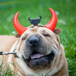 Foto: sharpei dog as devil sharpei dog as devil