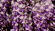 Wisteria sinensis flowers