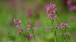 Sticky Catchfly (Viscaria vulgaris)