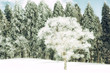 樹氷と雪景色