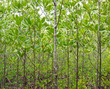 Mangrove forest
