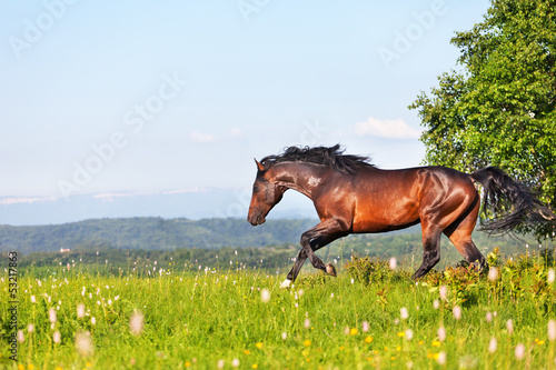 Photo: Arab racer runs on a green summer meadow Arab racer runs on a green summer meadow