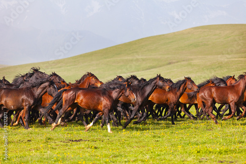 Photo: Herd of horses on a summer green pasture Herd of horses on a summer green pasture