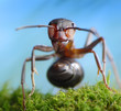 forest robber formica rufa, ant tales