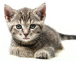 little kitten