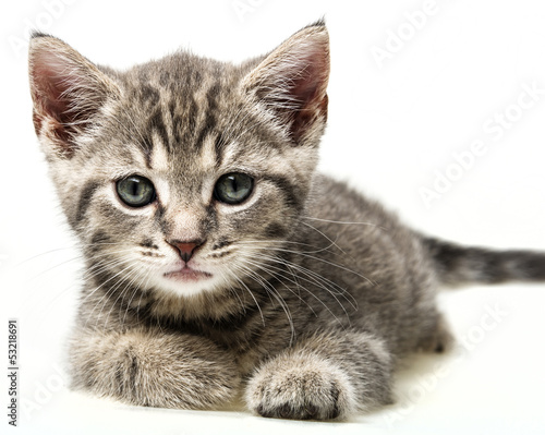 Photo: little kitten little kitten