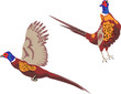 pheasant