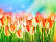 Red tulip with bokeh. EPS 10
