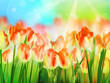 Beautiful colorful tulips in garden. EPS 10